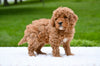 F1B Mini Goldendoodle Sugarcreek OH-Bella