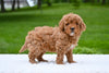 F1B Mini Goldendoodle Sugarcreek OH-Bella