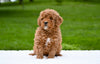 F1B Mini Goldendoodle Sugarcreek OH-Bella