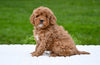 F1B Mini Goldendoodle Sugarcreek OH-Bella
