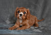AKC Cavalier King Charles Spaniel For Sale Wooster OH-Bella
