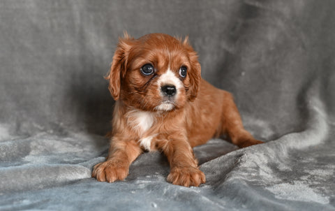 AKC Cavalier King Charles Spaniel For Sale Wooster OH-Bella