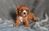 AKC Cavalier King Charles Spaniel For Sale Wooster OH-Bella