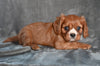 AKC Cavalier King Charles Spaniel For Sale Wooster OH-Bella