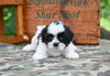Shih Tzu for Sale Fredericksburg Ohio-Bella