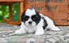 Shih Tzu for Sale Fredericksburg Ohio-Bella