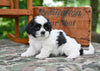 Shih Tzu for Sale Fredericksburg Ohio-Bella