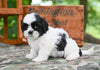 Shih Tzu for Sale Fredericksburg Ohio-Bella