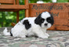 Shih Tzu for Sale Fredericksburg Ohio-Bella