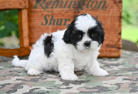 Shih Tzu for Sale Fredericksburg Ohio-Bella