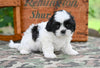 Shih Tzu for Sale Fredericksburg Ohio-Bella