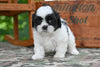 Shih Tzu for Sale Fredericksburg Ohio-Bella