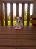 Pembroke Welsh Corgi For Sale Holmesville Ohio Female Bella