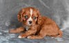 AKC Cavalier King Charles Spaniel For Sale Wooster OH-Benny
