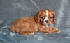 AKC Cavalier King Charles Spaniel For Sale Wooster OH-Benny