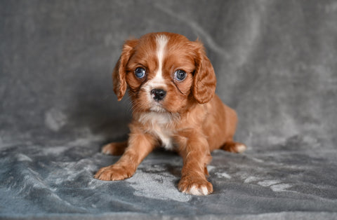 AKC Cavalier King Charles Spaniel For Sale Wooster OH-Benny