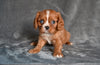 AKC Cavalier King Charles Spaniel For Sale Wooster OH-Benny