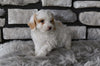 Toy Poodle For Sale Sugarcreek OH-Bentlee