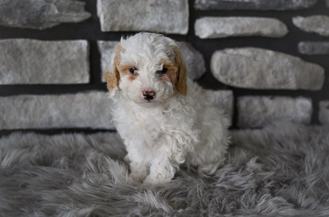 Toy Poodle For Sale Sugarcreek OH-Bentlee