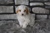 Toy Poodle For Sale Sugarcreek OH-Bentlee