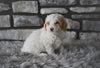 Toy Poodle For Sale Sugarcreek OH-Bentlee