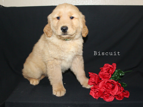 AKC Registered Golden Retriever For Sale Millersburg OH Male-Biscuit
