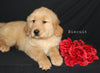 AKC Registered Golden Retriever For Sale Millersburg OH Male-Biscuit