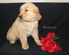 AKC Registered Golden Retriever For Sale Millersburg OH Male-Biscuit