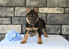 AKC German Shepherd For Sale Baltic OH Blazer