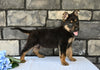 AKC German Shepherd For Sale Baltic OH Blazer