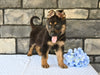 AKC German Shepherd For Sale Baltic OH Blazer