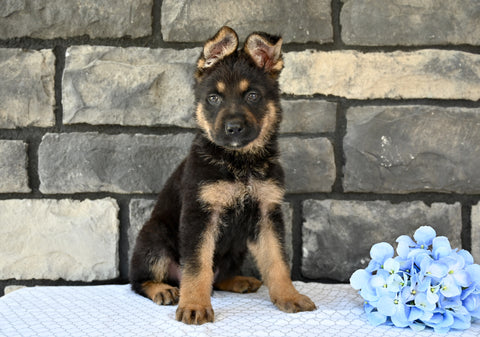 AKC German Shepherd For Sale Baltic OH Blazer