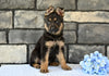 AKC German Shepherd For Sale Baltic OH Blazer