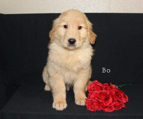 AKC Registered Golden Retriever For Sale Millersburg OH Male-Bo