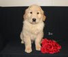 AKC Registered Golden Retriever For Sale Millersburg OH Male-Bo