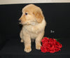 AKC Registered Golden Retriever For Sale Millersburg OH Male-Bo