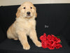AKC Registered Golden Retriever For Sale Millersburg OH Male-Bo