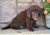 Newfoundland For Sale Dalton OH-Boomer