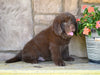 Newfoundland For Sale Dalton OH-Boomer