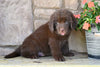 Newfoundland For Sale Dalton OH-Boomer