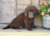 Newfoundland For Sale Dalton OH-Boomer