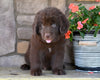 Newfoundland For Sale Dalton OH-Boomer