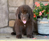 Newfoundland For Sale Dalton OH-Boomer