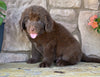 Newfoundland For Sale Dalton OH-Boomer