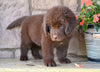 Newfoundland For Sale Dalton OH-Boomer