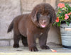 Newfoundland For Sale Dalton OH-Boomer