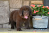 Newfoundland For Sale Dalton OH-Boomer