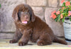Newfoundland For Sale Dalton OH-Boomer