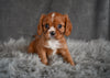 AKC Cavalier King Charles Spaniel For Sale Wooster OH-Bradley