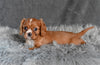 AKC Cavalier King Charles Spaniel For Sale Wooster OH-Bradley